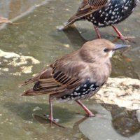 Жилетка как у папы :: Александр Чеботарь Жилетка как у папы :: Александр Чеботарь