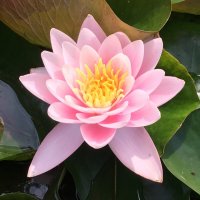 Лотос... :: Владимир Павлов