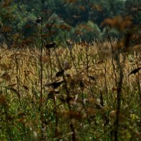 Я НЕ УМЕЮ ЛЕТАТЬ. УВЫ. А ВЫ И РИСОВАТЬ Я ТОЖЕ НЕ УМЕЮ :: Юрий Вовк