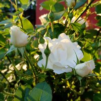 Розы в свете вечернего солнца :: Мария Васильева Розы в свете вечернего солнца :: Мария Васильева