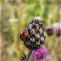 Лето.. :: AZ east3