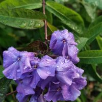 После дождя :: 4X_Pro Непразднующий