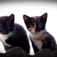 Котята :: Антонина Гугаева