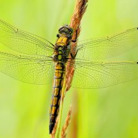 сегодняшние стрекозки  2 :: Александр Прокудин
