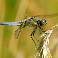 сегодняшние стрекозки  5 :: Александр Прокудин