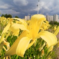 Лилейник :: Сапсан 