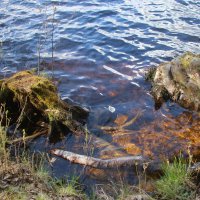 Комарово. Озеро Щучье :: Наталья Герасимова Комарово. Озеро Щучье :: Наталья Герасимова