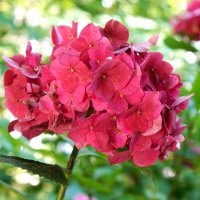 Гортензия :: Татьяна Тюменка