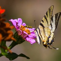 Встреча :: Светлана Тихонина