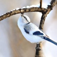 В поисках вкусненького. :: Михаил Белоусов