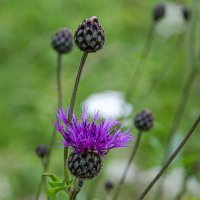 Репейник :: Валерий Пославский