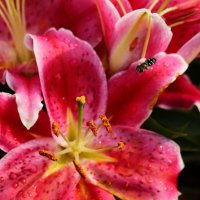 Аэропорт Лилия посадку разрешает :: Юрий. Шмаков