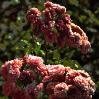 Розочки :: Юрий Гайворонскiий