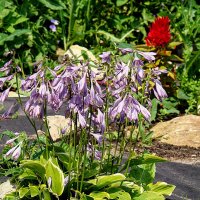 Поникли лютики,,,Хоста ! ! ! :: Анатолий Колосов