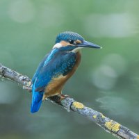 зимородок. :: юрий макаров