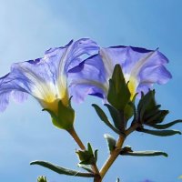 Как хочется чтобы лето не кончалось!... :: Андрей Заломленков