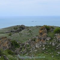 Природа Крыма :: Amazing Cosmea