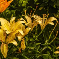 Время пролетает, лилии отцветают. :: Петр Беляков Время пролетает, лилии отцветают. :: Петр Беляков