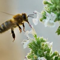 Макро мир вокруг нас... :: Николай Саржанов Макро мир вокруг нас... :: Николай Саржанов