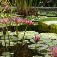 В ботаническом саду Аугсбурга!... :: Галина 