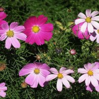 Космея :: Рита Симонова