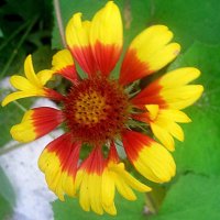 Летний :: Елена Семигина