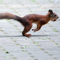 *** :: Владимир Безбородов