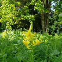 ЛАГОНАКИ :: Tata Wolf