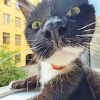 Кот по-питерски... :: Vladimir Semenchukov Кот по-питерски... :: Vladimir Semenchukov