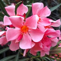 Олеандр :: Наталья 