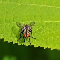 Мух над пропастью :: Светлана 