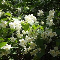 Жасмин :: Freddy 97