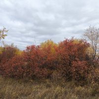 Осень :: Anna Ivanova Осень :: Anna Ivanova