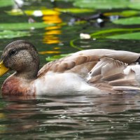 В Лопухинском саду :: Магомед .