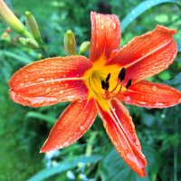 Лилейник :: Наталья 