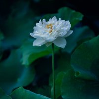 Время лотосов :: Дмитрий Время лотосов :: Дмитрий