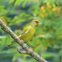 зеленушка :: Andrey Bragin 