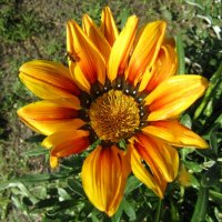 Газания :: Galaelina *** Газания :: Galaelina ***