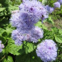 Агератум :: Galaelina *** Агератум :: Galaelina ***