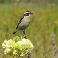 чекан луговой :: gawrilа - dan