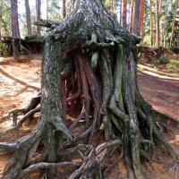 Корневая система :: Андрей Снегерёв