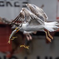 Чайка с сардиной. В порту Загреша. Португалия :: Игорь Геттингер (Igor Hettinger) Чайка с сардиной. В порту Загреша. Португалия :: Игорь Геттингер (Igor Hettinger)