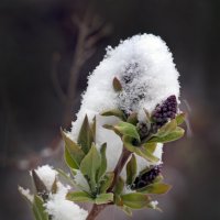 6 апреля :: Михаил Бибичков