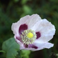 *** :: Елена Kазак (selena1965)