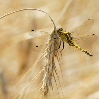вчерашние стрекозки 3 :: Александр Прокудин