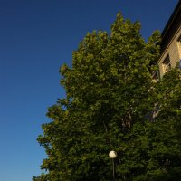 Клён зелёный — лист резной :: Дмитрий Костоусов