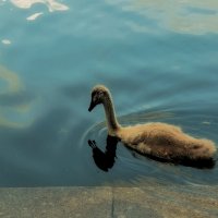 Самый непослушный лебедёнок нашёлся. :: Татьяна Помогалова