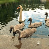 Одного малыша не хватает. :: Татьяна Помогалова Одного малыша не хватает. :: Татьяна Помогалова