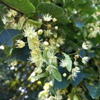 Цветение липы :: Veera V