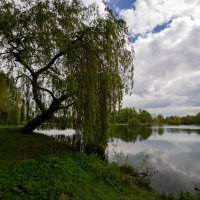 Ива в апреле... :: Николай Гирш